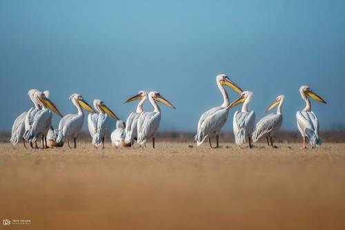 Great White Pelican (Pelecanus onocrotalus)
