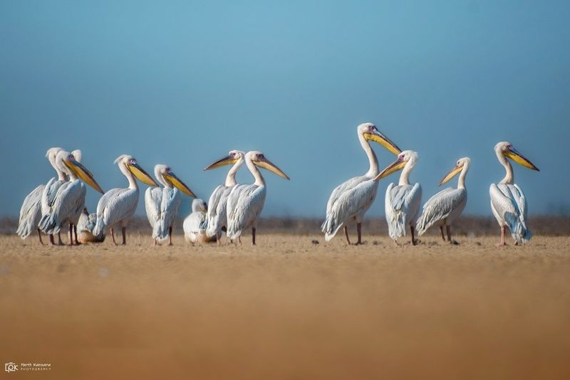 great white pelican, pelecanus onocrotalus, grk, greater rann of kutch, nature, 35awards, 35photo, wildlife, birds, birds of india, parth kansara, parth kansara wildlife, indian wildlife, photo, photography, kutch, birds of kutch, nakhatrana, kutch wildli Great White Pelican (Pelecanus onocrotalus) фото превью