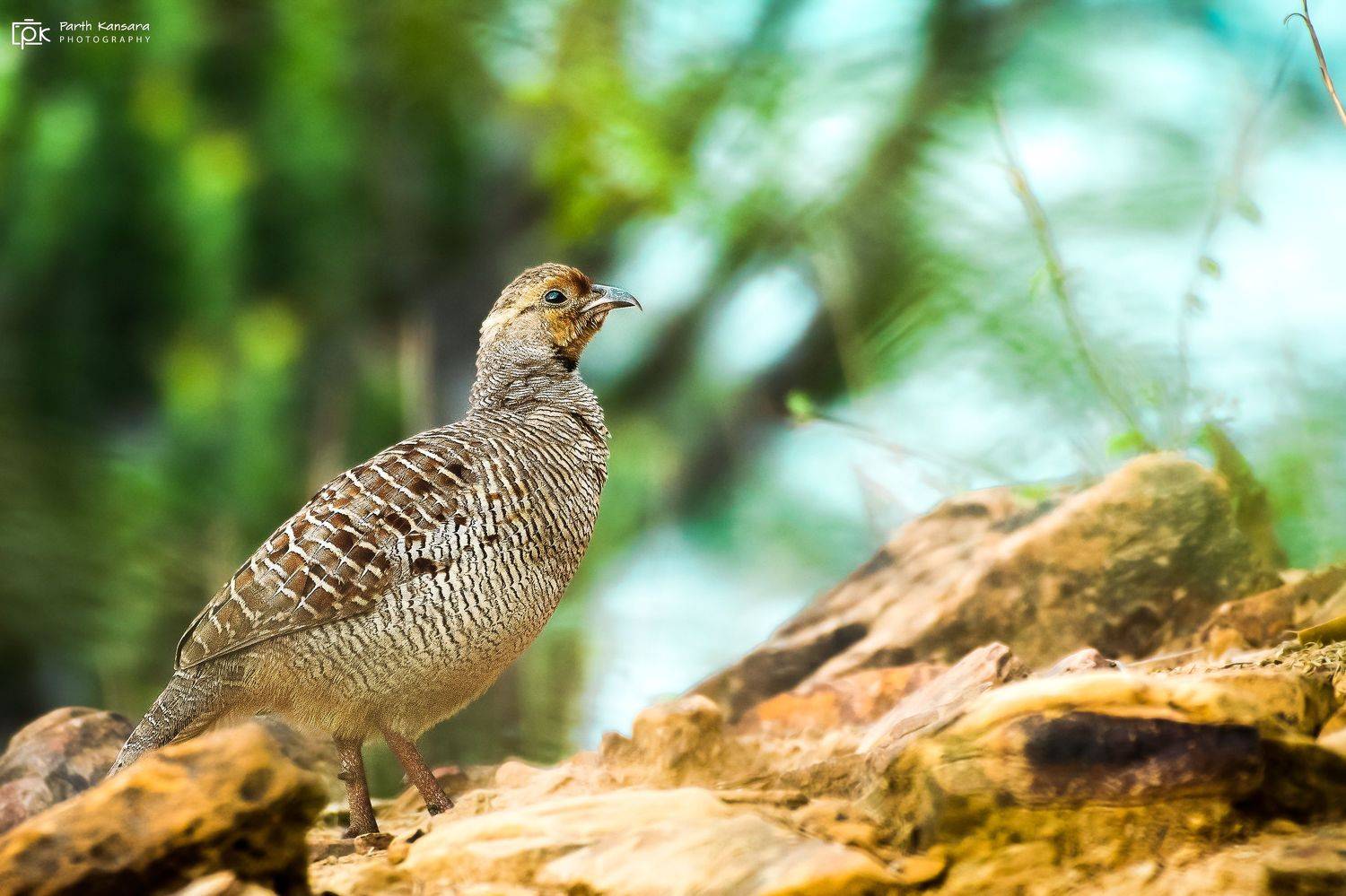 gray francolin, ortygornis pondicerianus, grk, greater rann of kutch, nature, 35awards, 35photo, wildlife, birds, birds of india, parth kansara, parth kansara wildlife, indian wildlife, photo, photography, kutch, birds of kutch, nakhatrana, kutch wildlife, parth kansara