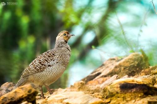 Gray Francolin (Ortygornis pondicerianus)