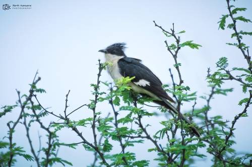 Jacobin Cuckoo (Clamator jacobinus)