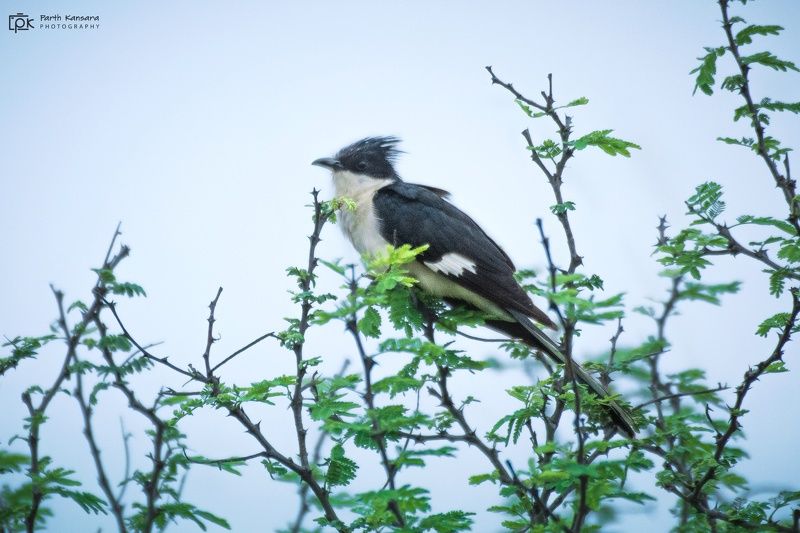 jacobin cuckoo, clamator jacobinus, grk, greater rann of kutch, nature, 35awards, 35photo, wildlife, birds, birds of india, parth kansara, parth kansara wildlife, indian wildlife, photo, photography, kutch, birds of kutch, nakhatrana, kutch wildlife, Jacobin Cuckoo (Clamator jacobinus) фото превью