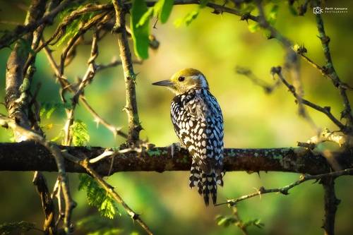 Yellow-crowned Woodpecker (Leiopicus mahrattensis)