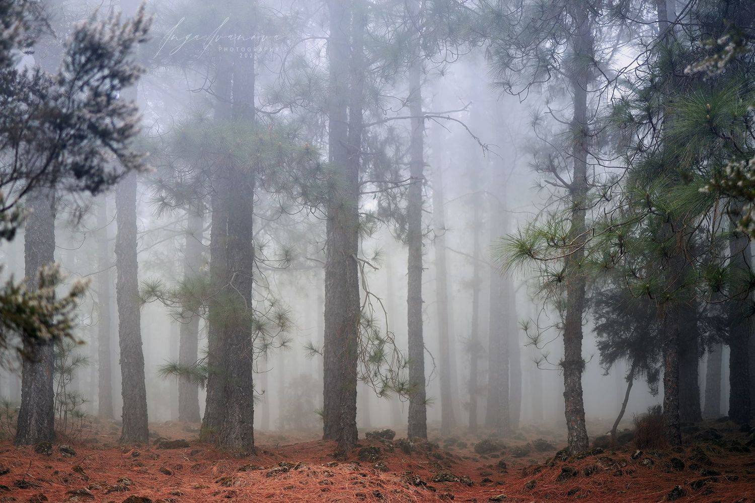 , Инга Иванова