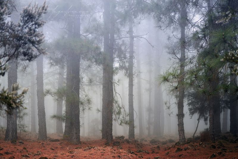 Природа Тенерифе фото превью