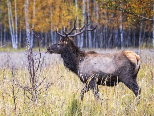 Покажу тебе язык, фотограф.
