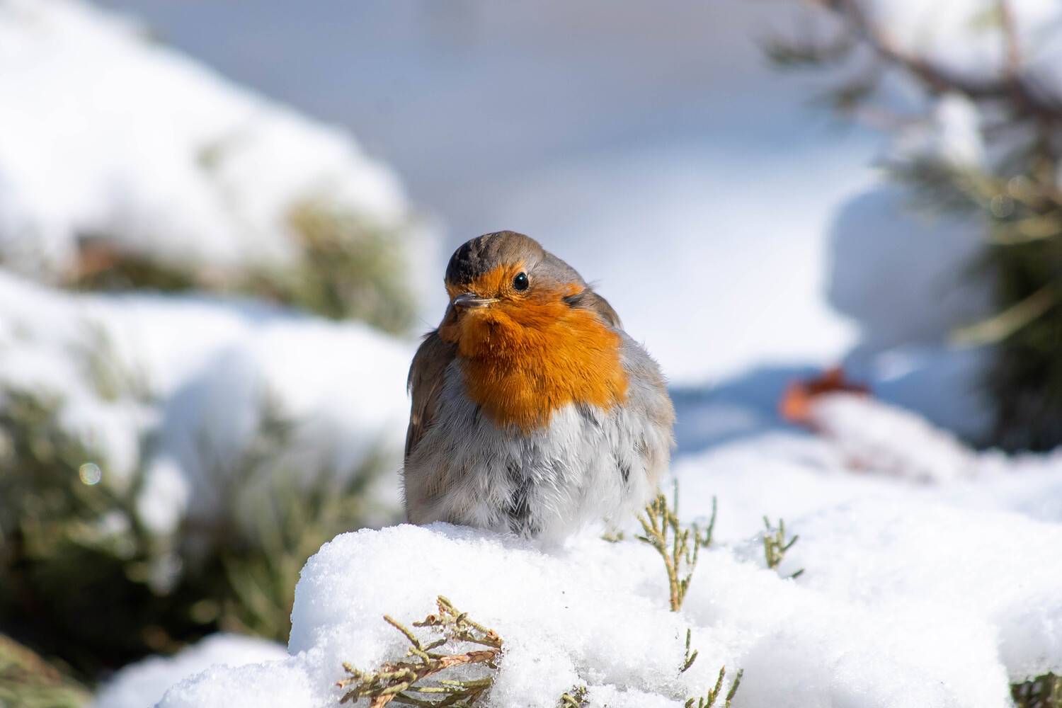 European robin, Erithacus rubecula, volgograd, russia, wildlife,, Сторчилов Павел