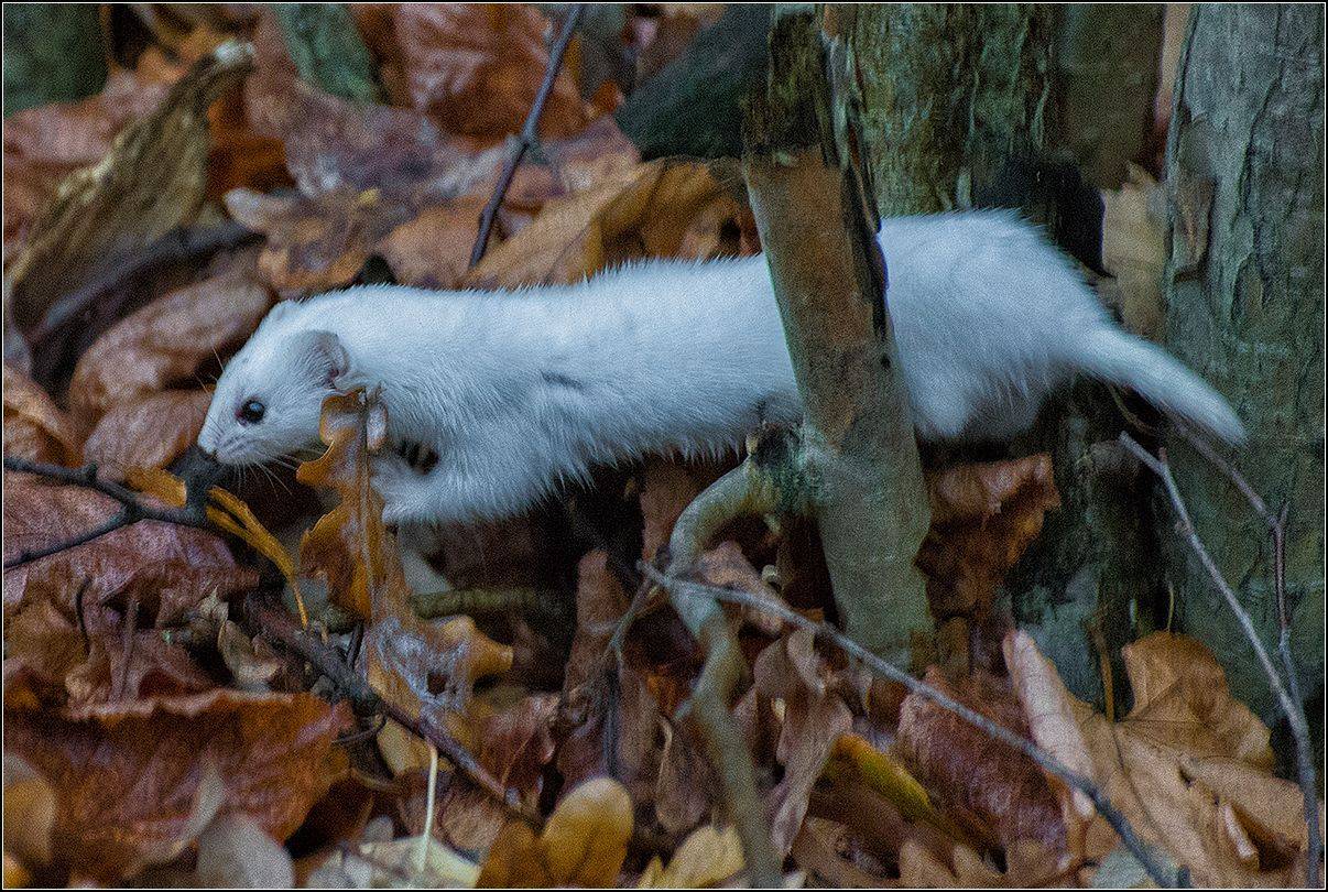 москва, осень, парк, АНАТОЛИЙ ДОВЫДЕНКО