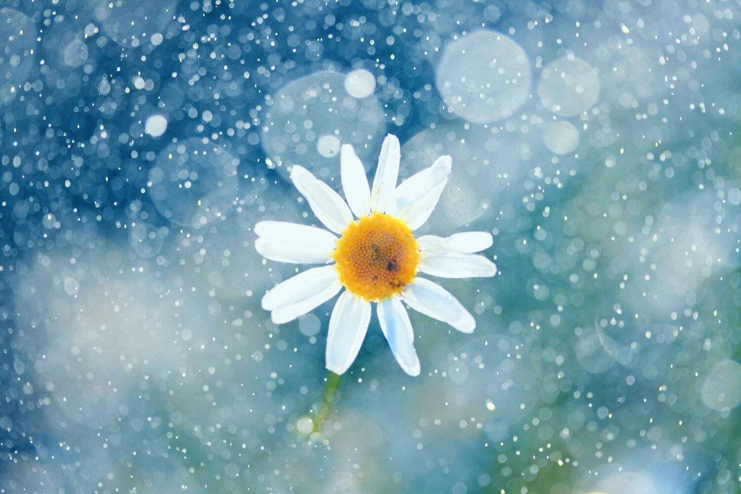 Ромашка, Наталья