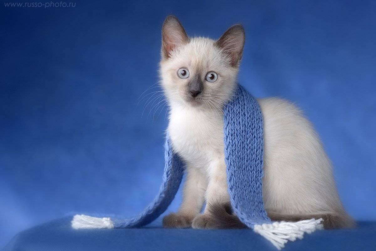 , Руссо Жанна