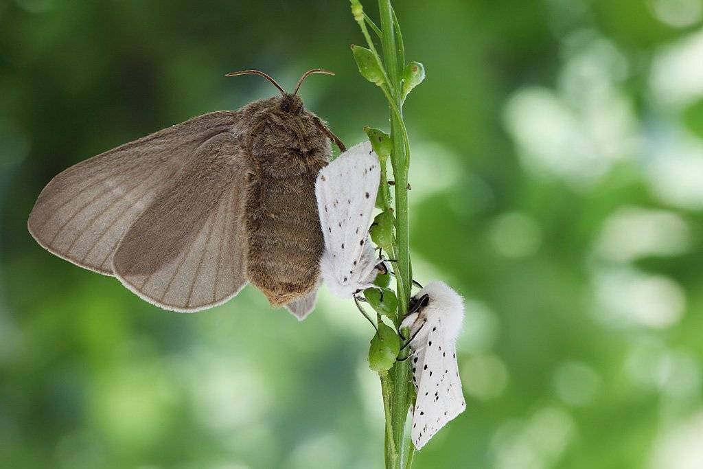 , Сергей Таланов