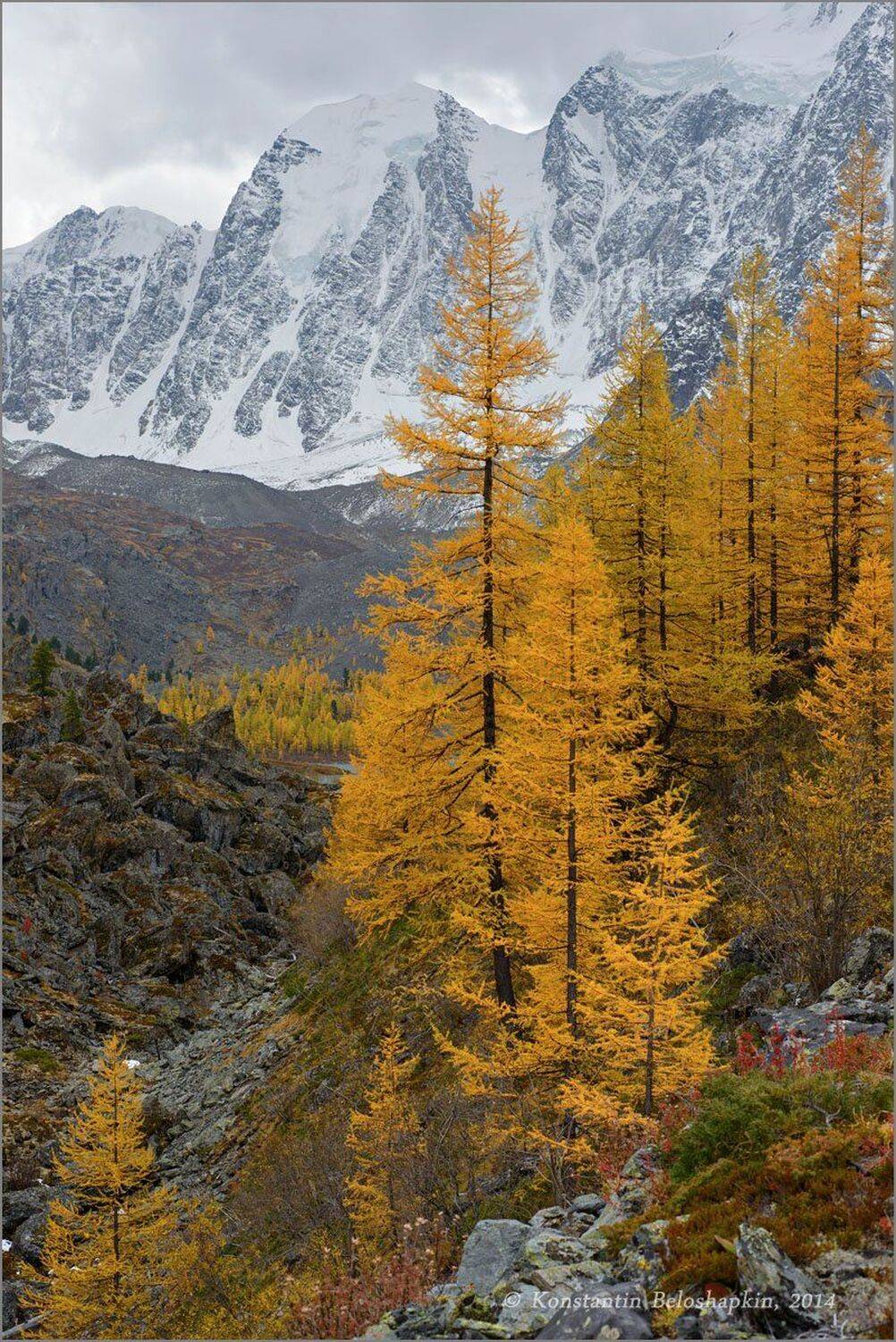 алтай, константин белошапкин, лиственница, осень, северочуйский хребет, Константин Белошапкин