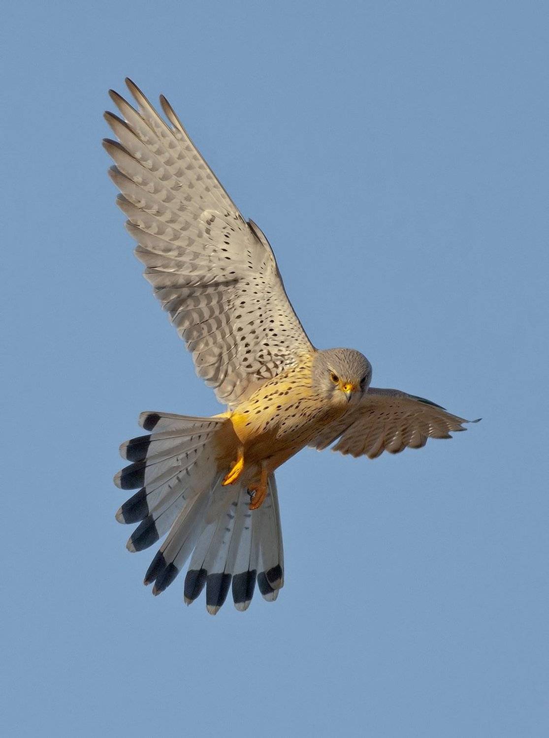 , Стефан Дянков