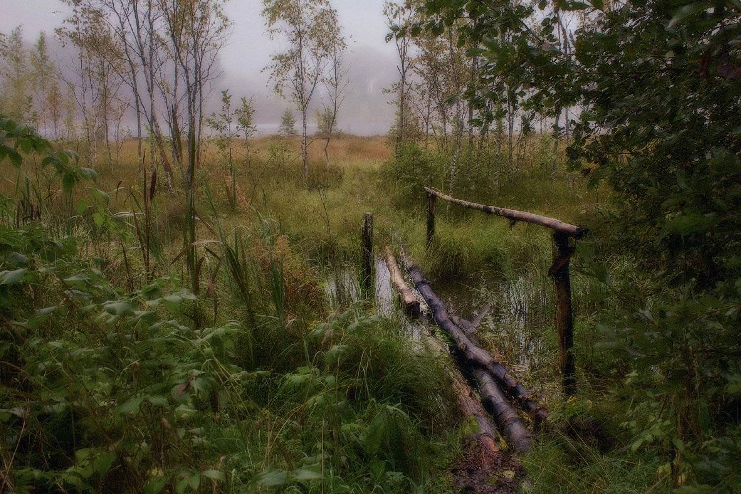 осень, рассвет, туман, landscape, nature, пейзаж, ленобласть, туман, landscape, nature, природа, foggy, forest, рассвет, болото, ленинградская область, Таня SHE (Aiya)