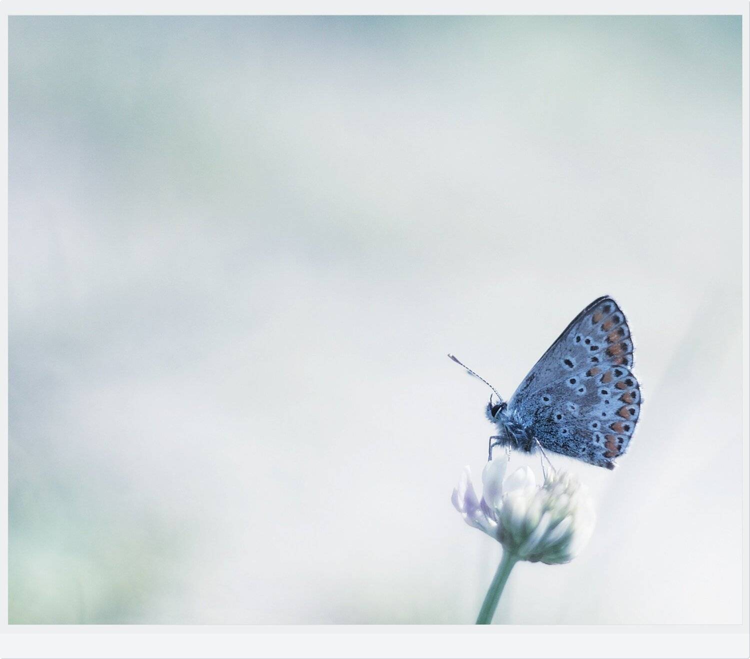 , Krzysztof Trojanowski