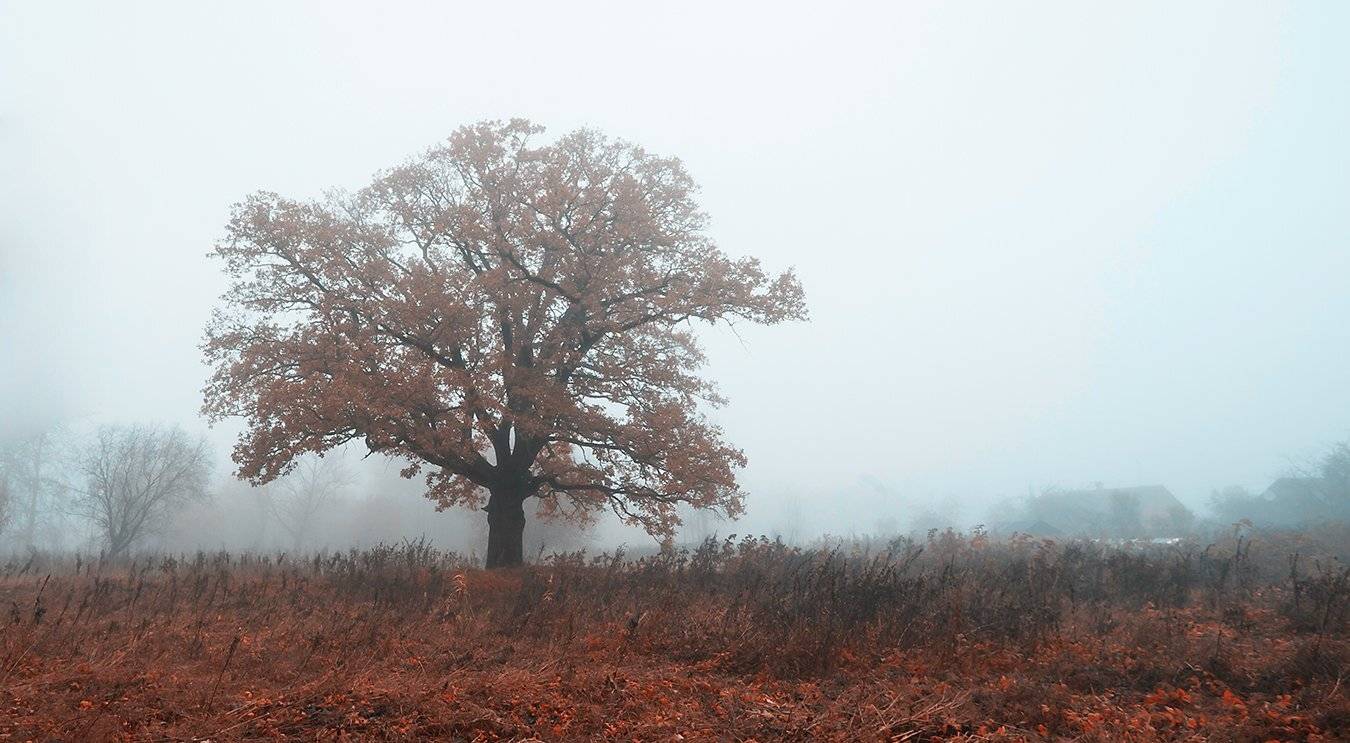 Дуб, Осень, Сон, Эстония, Kljuchenkow Aleksandr