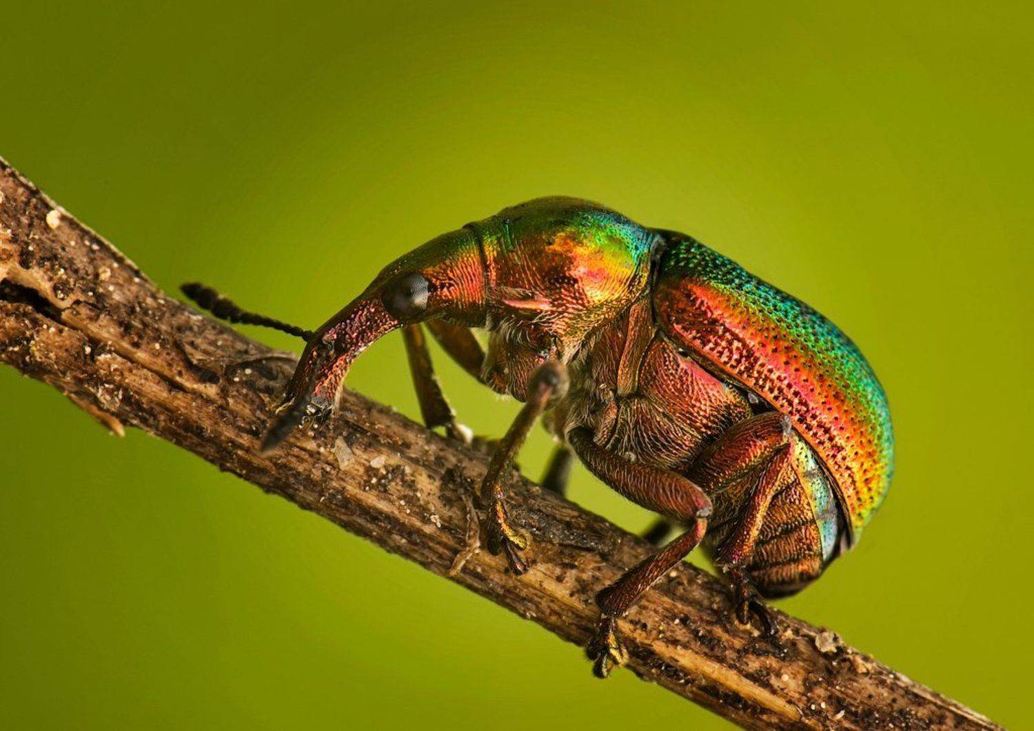 Жук, Листоверт, Макро, Курочкин Валерий