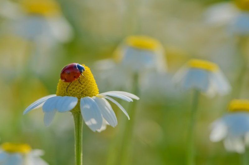 Июньское солнышко. фото превью