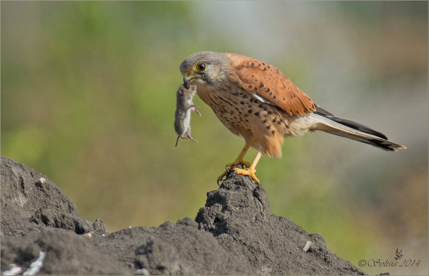 Falco tinnunculus, Дикая природа россии, Подмосковье, Природа, Птицы, Пустельга, Хищник, Солисия