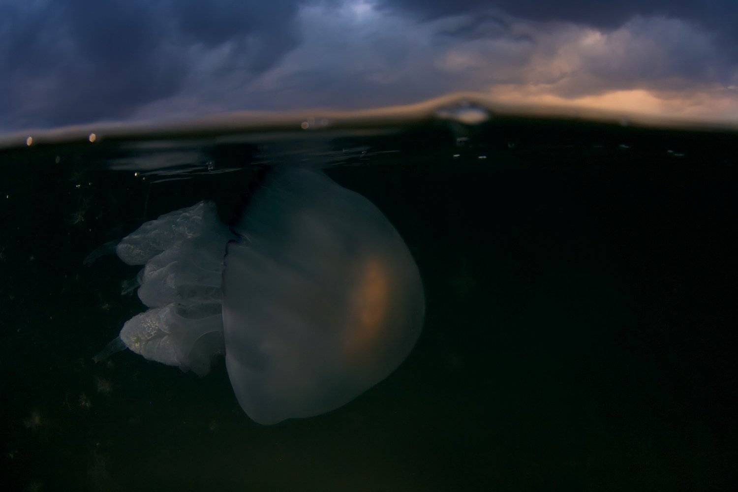 Закат, Корнерот, Медуза, Подводная съемка, Сплит, Черное море, Никифоров Егор