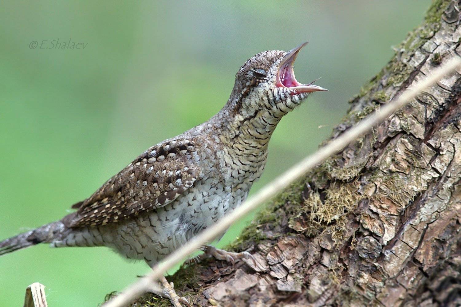 Birds, Eurasian Wryneck, Jynx torquilla, Вертишейка, Птица, Птицы, Фотоохота, Евгений