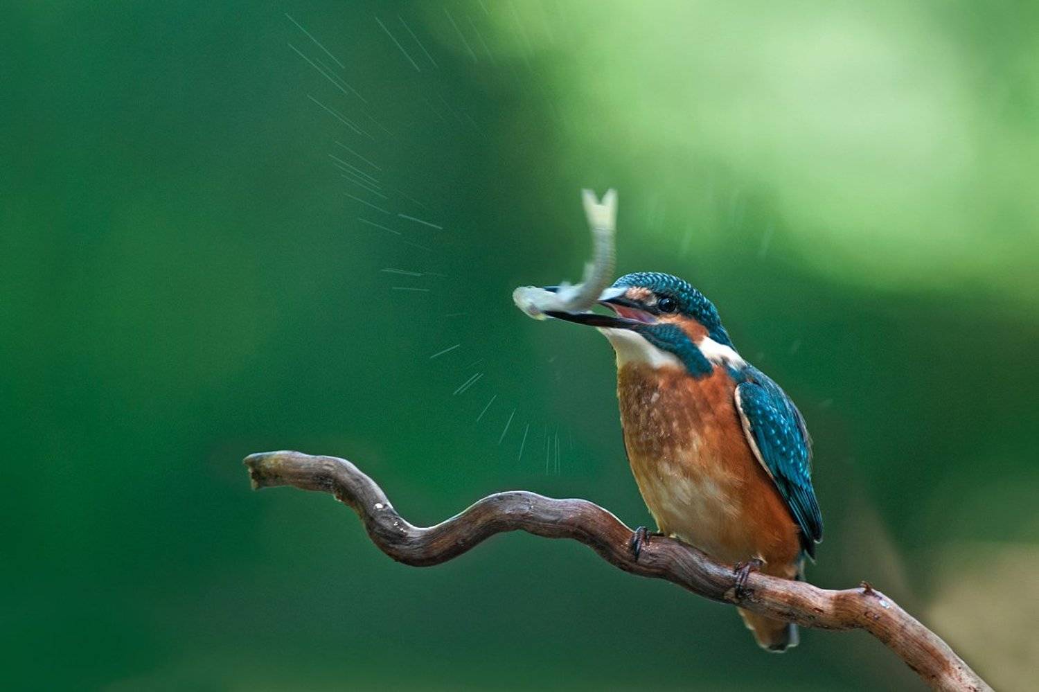 alcedo atthis, kingfisher, земеродно рибарче, зимородок, Евгени Стефанов
