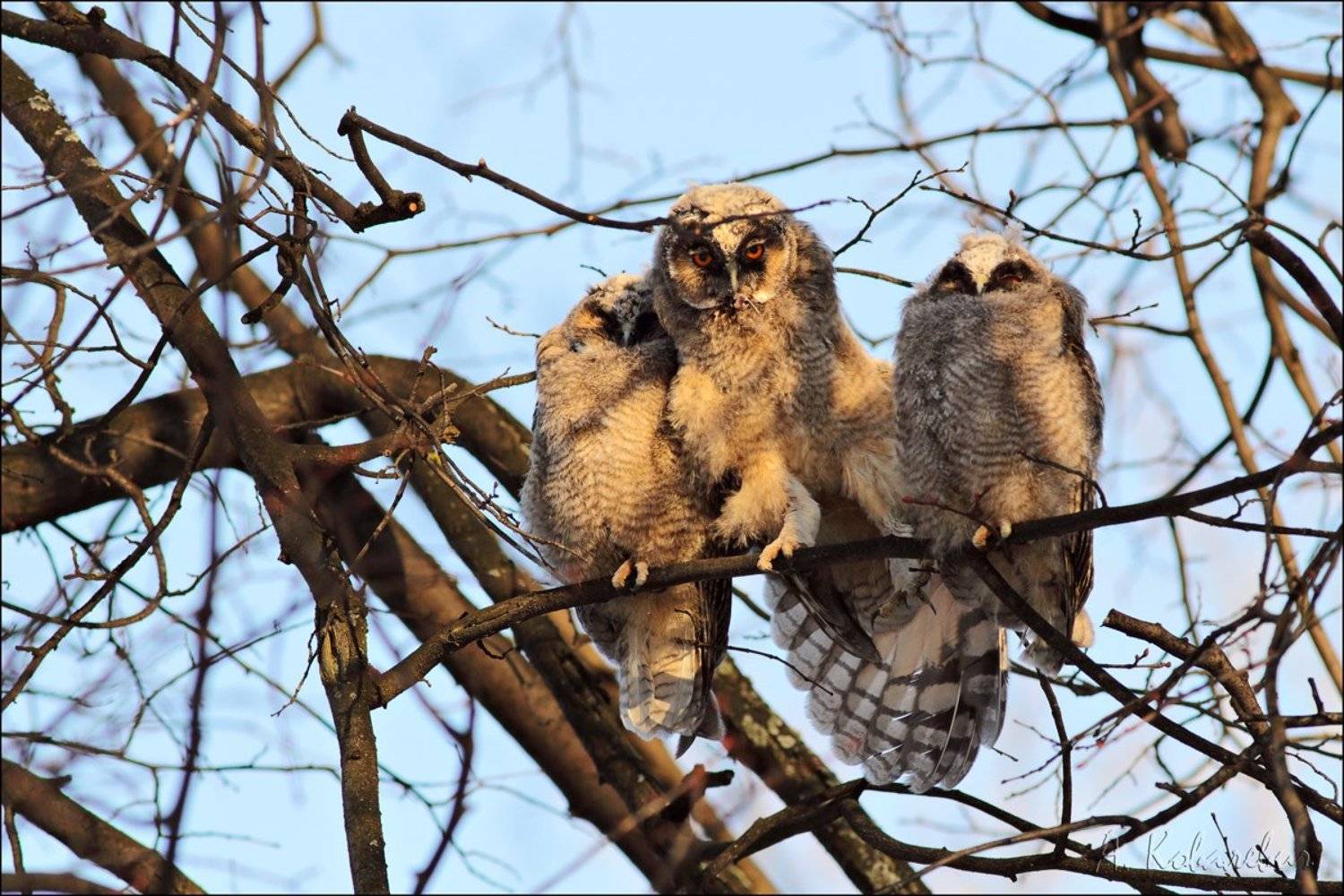 , Ковалевич А.