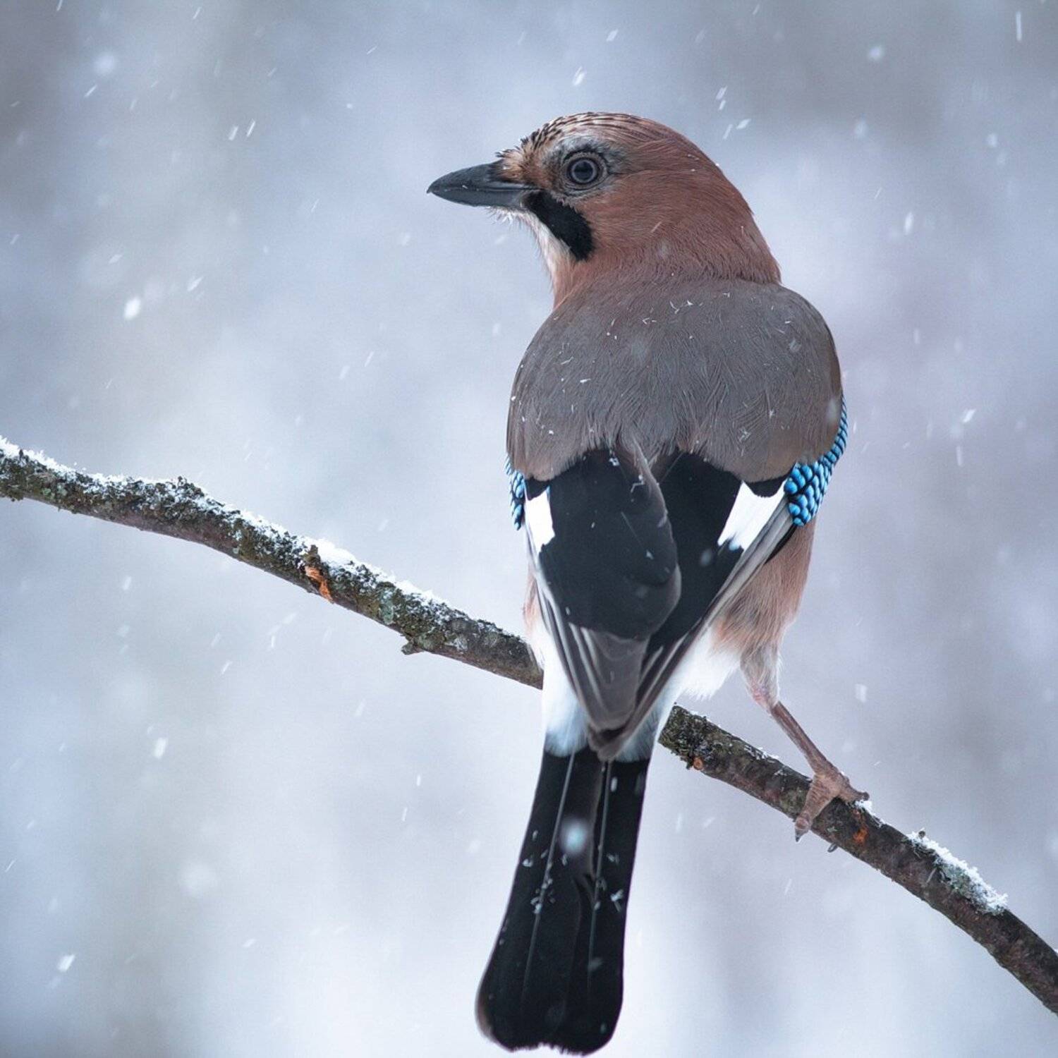 , Вилюнов Дмитрий