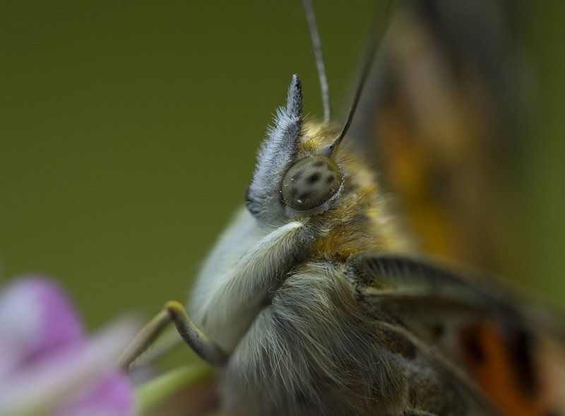 Мгновения лета фото превью