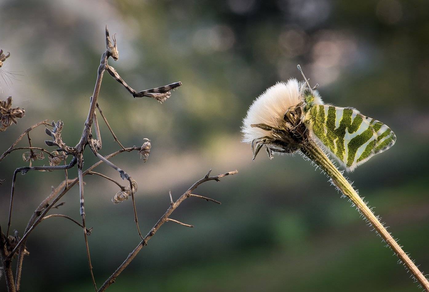 , Наум Пятов