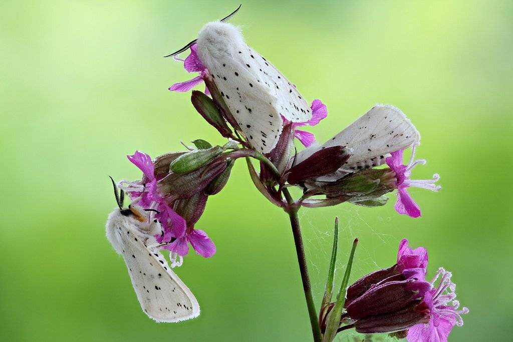 , Сергей Таланов
