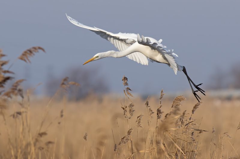 Great Egret фото превью