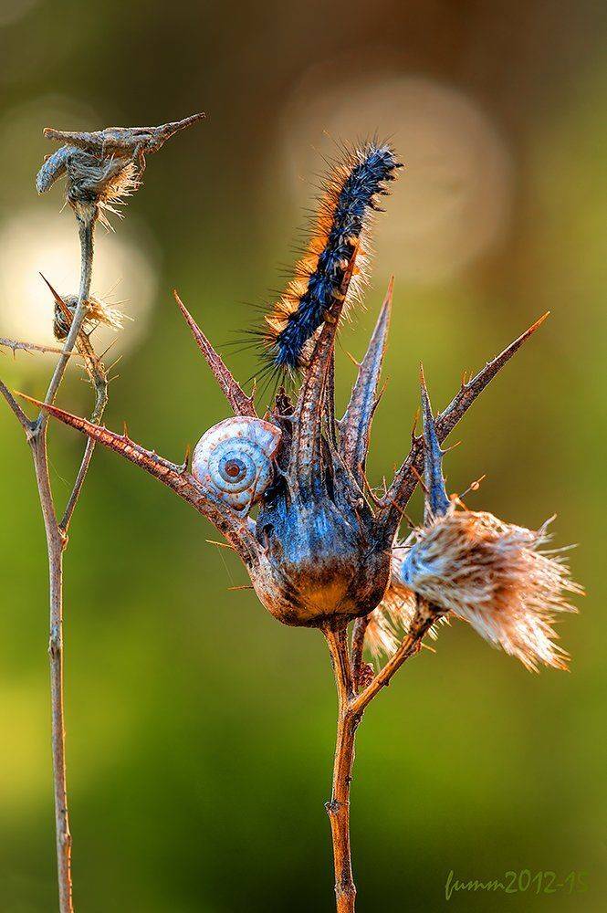 , Игорь ФУММ