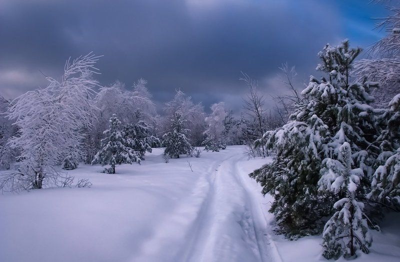 Здесь лапы у елей дрожат на весу... фото превью