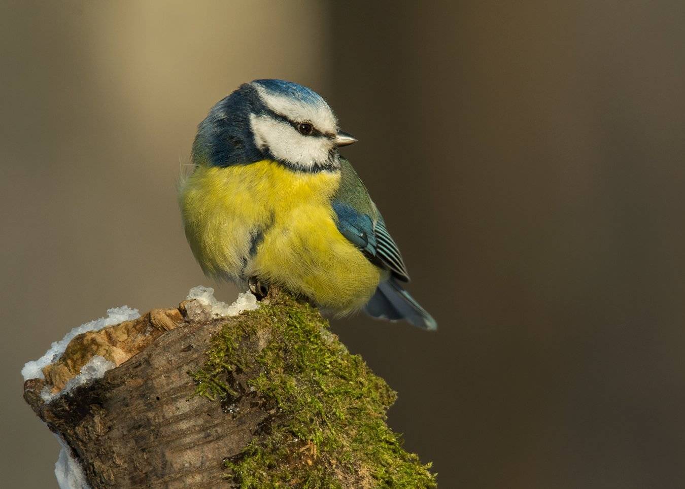 , Валерий Субачев