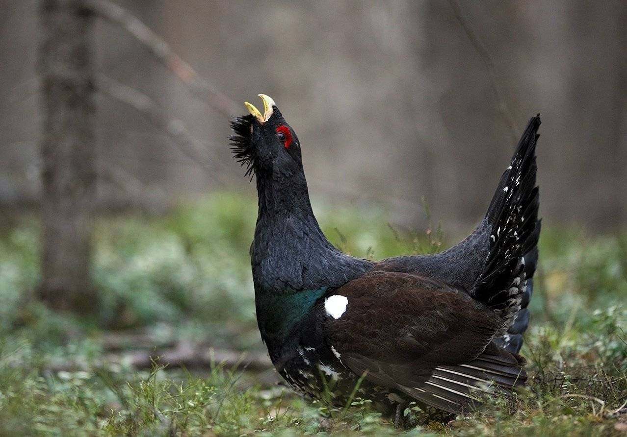 весна, глухарь, карелия, утро, Михаил Калинин