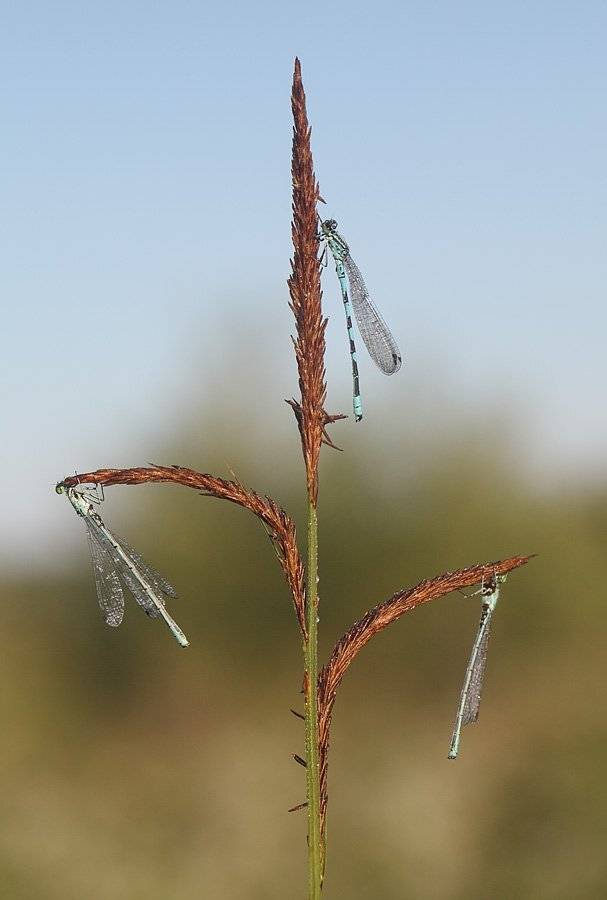 , Сергей Таланов