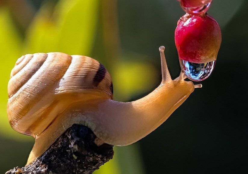 , Вячеслав Мищенко