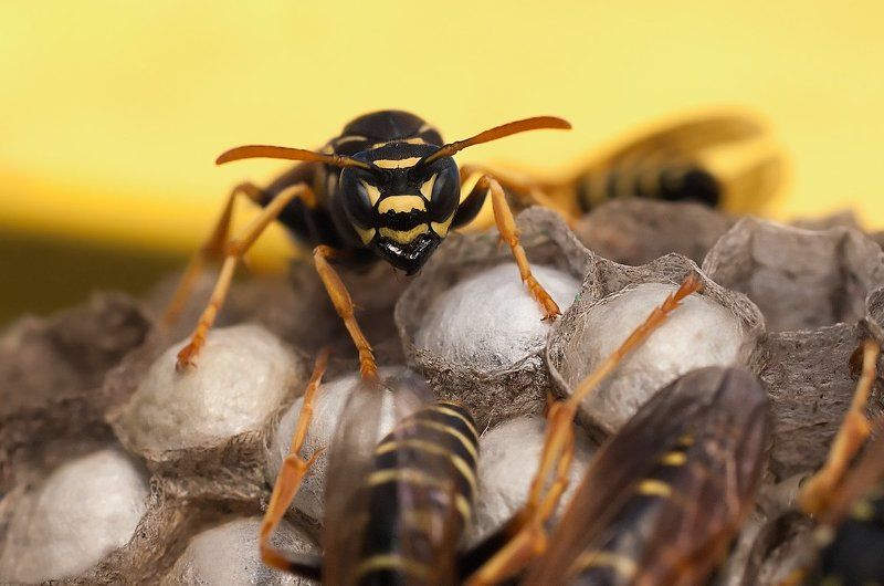 Беспокойное хозяйство фото превью