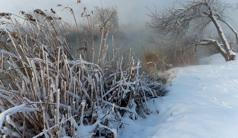 О чем шепчут камыши фото превью
