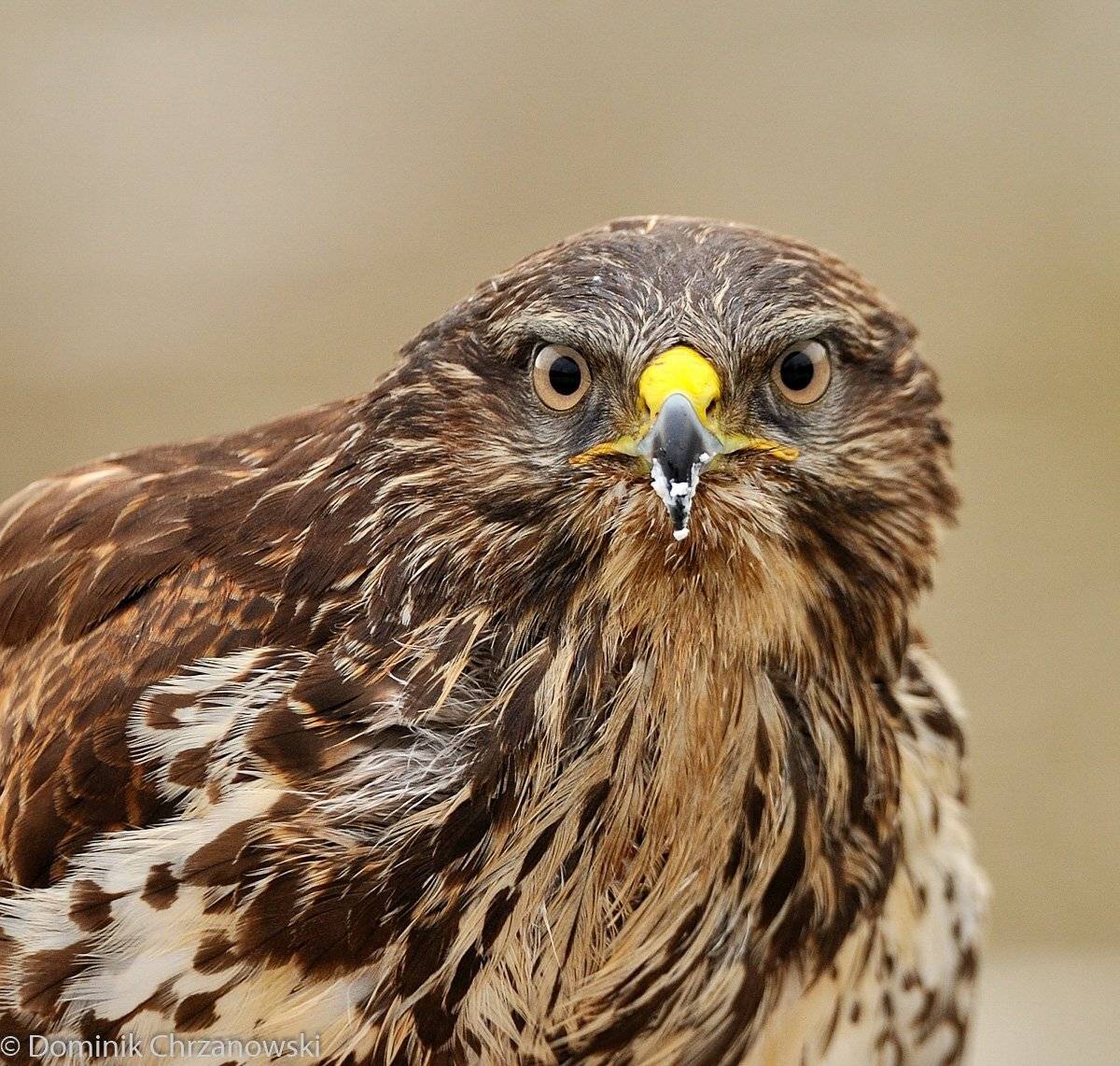 , Dominik Chrzanowski