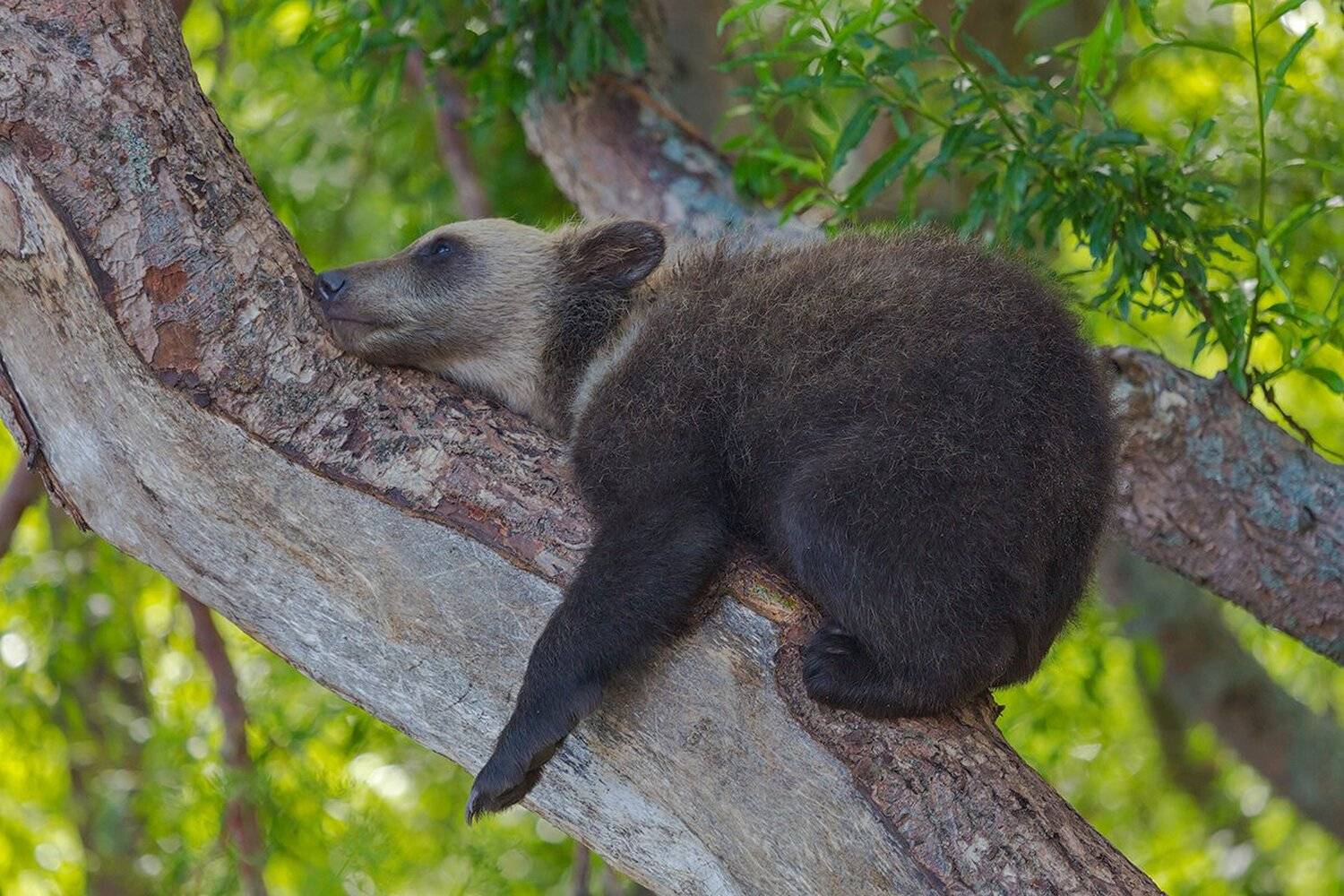 Дерево, Камчатка, Медведь, Денис Будьков