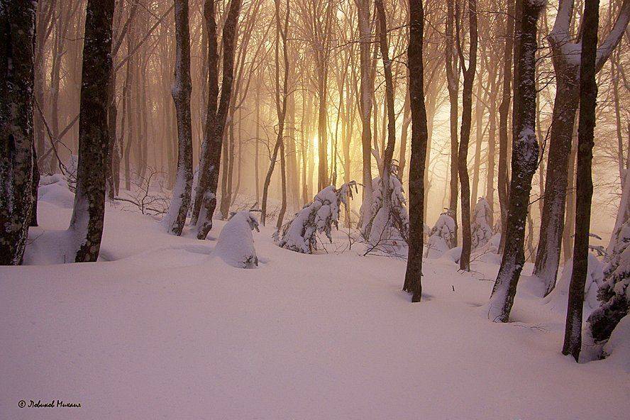 , Ловиков Михаил