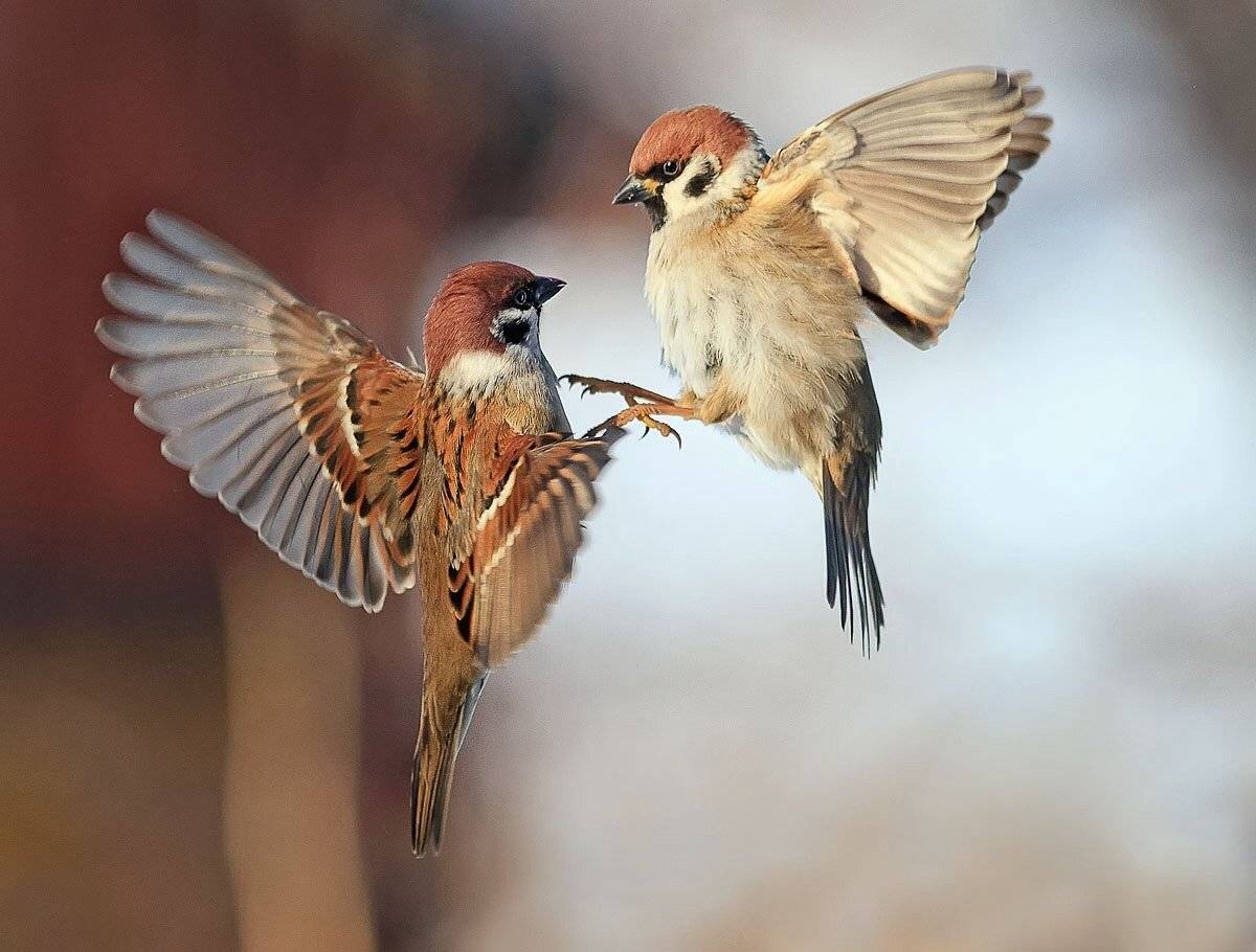 Воробей, Наталья