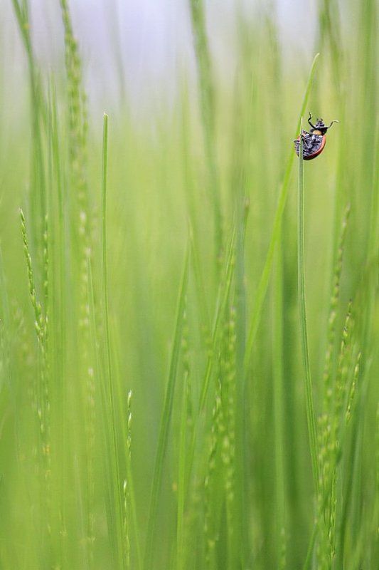 *** фото превью