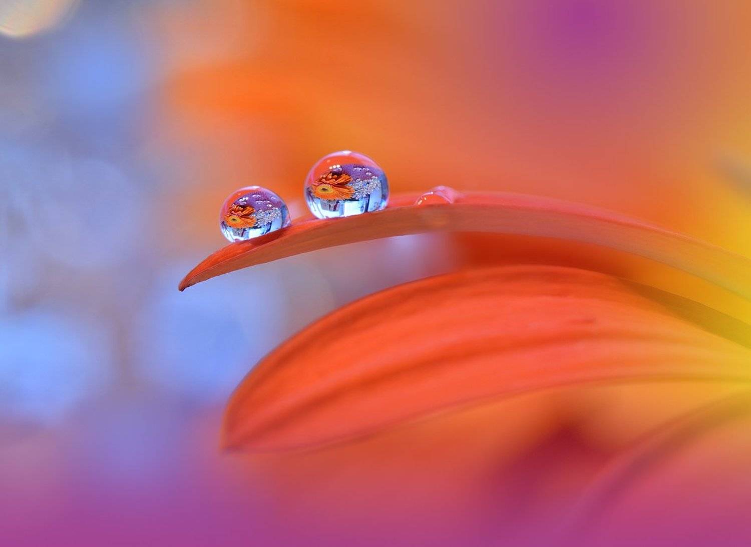 Close-up, Drop, Flower, Macro, Nikon, Reflection, Water, Juliana Nan