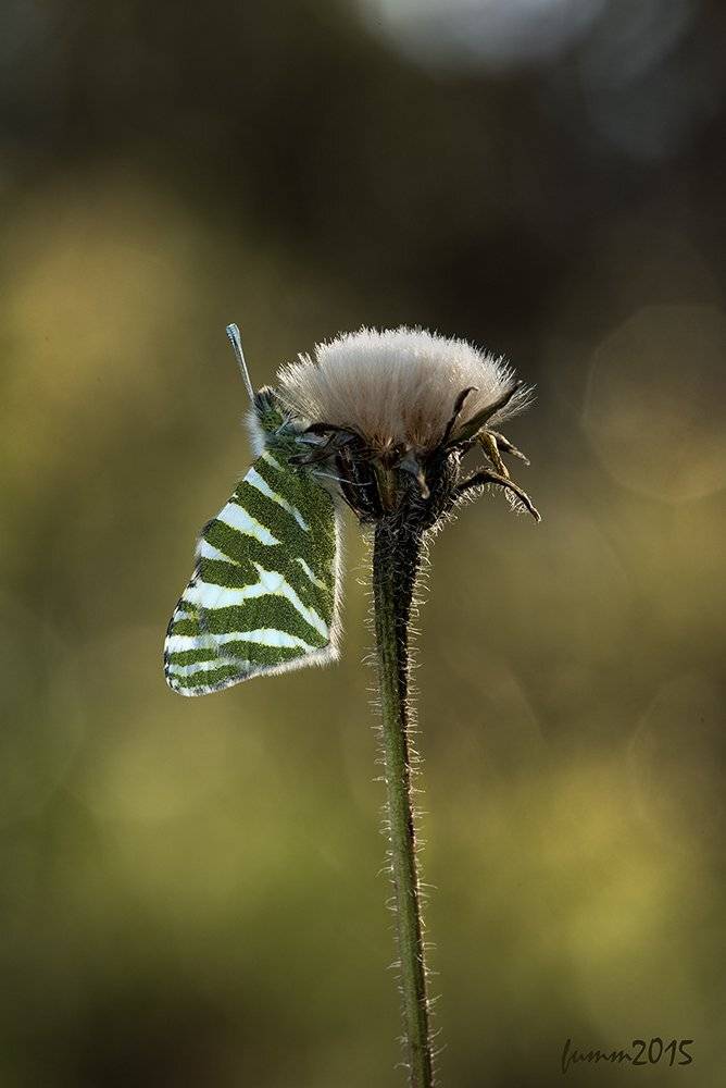 , Игорь ФУММ