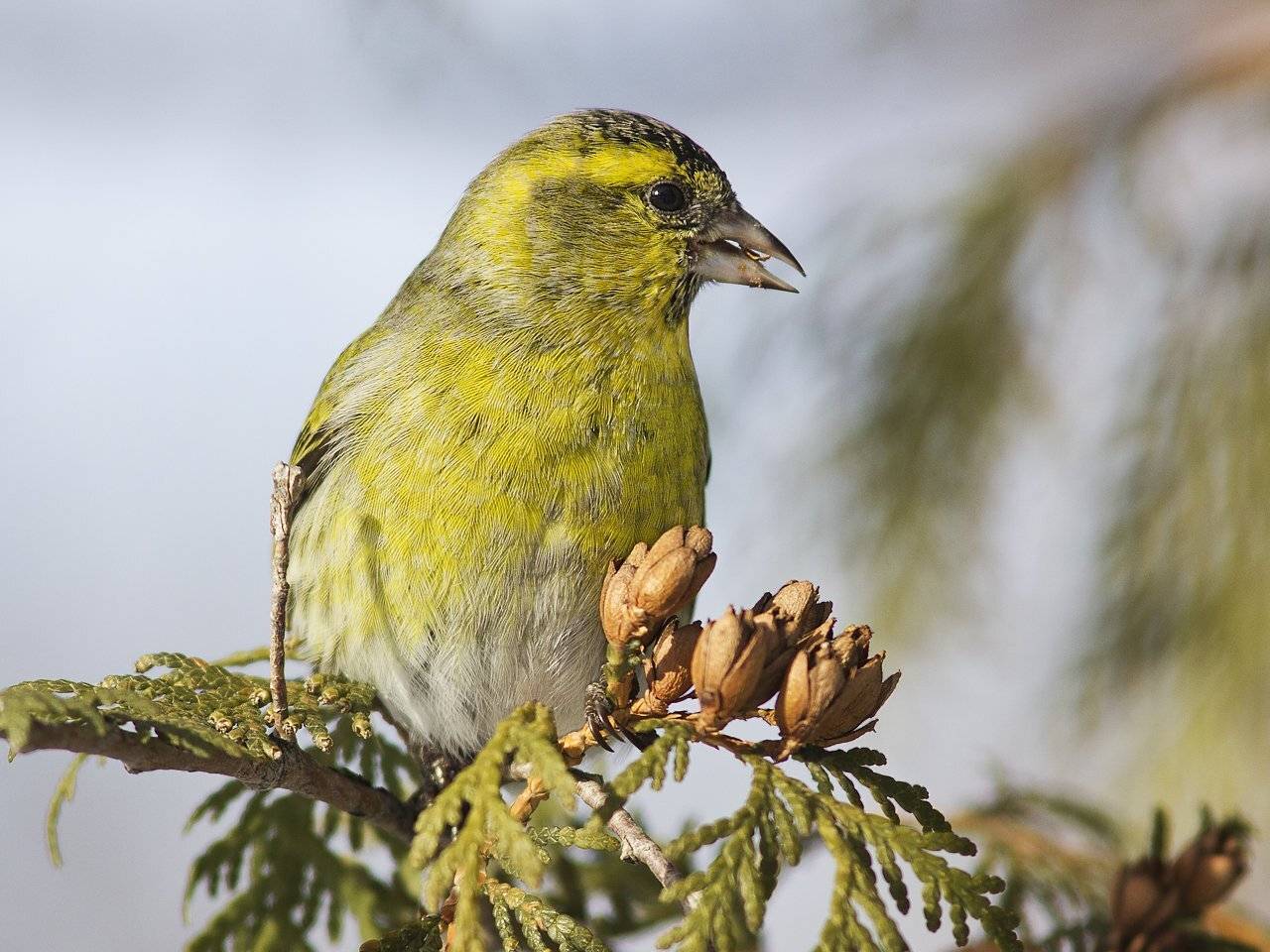 , Дмитрий Кугувалов