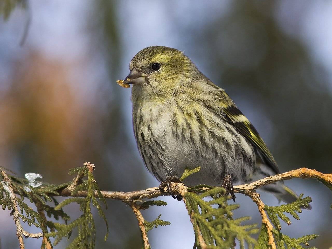 , Дмитрий Кугувалов