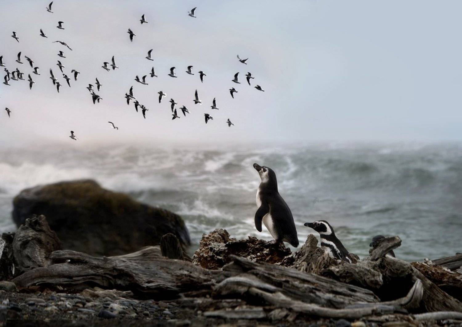 аргентина, мечта, пингвин, полёт, Татьяна Гориловская